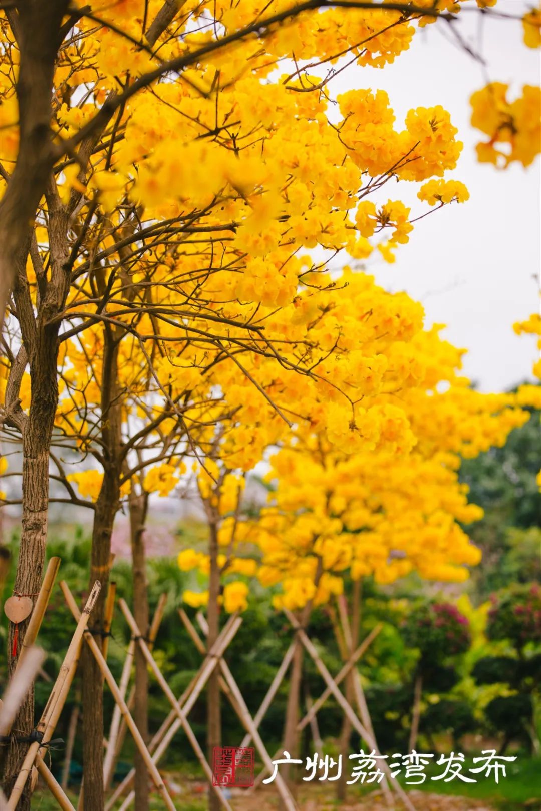 荔湾| 一树黄花,是风动,更是心动——与荔湾春光"云