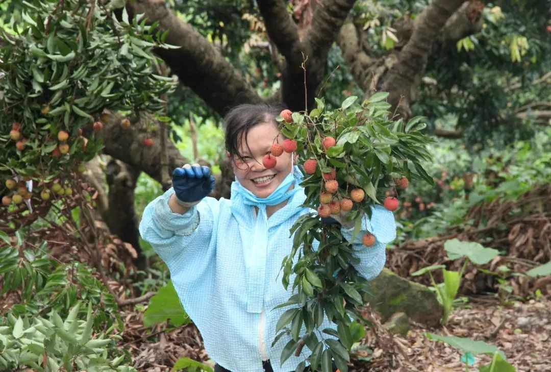 南沙街荔枝节时间定了!现场免费送荔枝,最全游玩攻略为你奉上