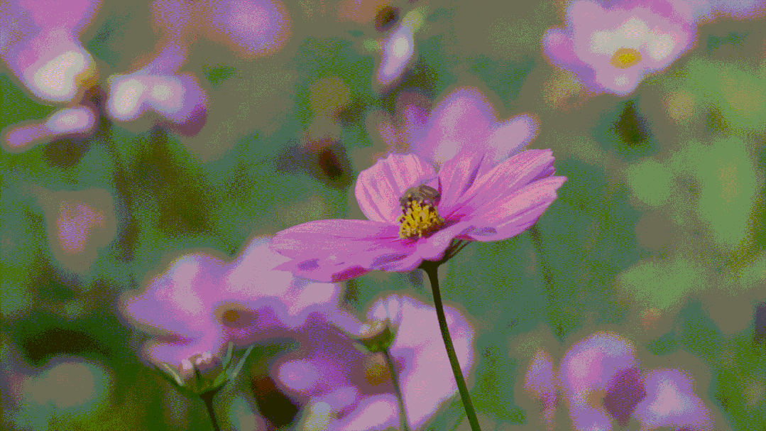 约6000平方米面积的格桑花在12月种植了该处花海绿道长约一公里区