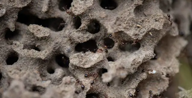 蚁巢内部呈蜂巢状结构