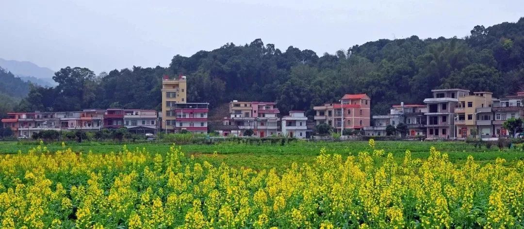 【喜讯】花都再添8条"广州市美丽乡村!有你条村吗?