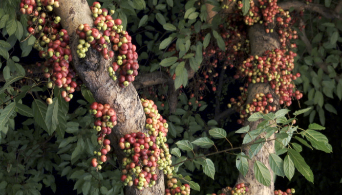 视频广州越秀区长了棵怪树树干上直接结果子密密麻麻看着吓人其实它