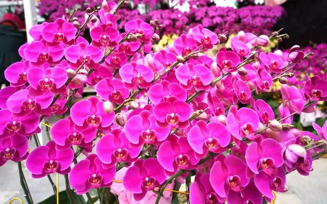 番禺花市今天开锣!全市时间最长花市大有看头↓