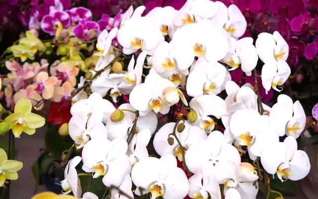 番禺花市今天开锣!全市时间最长花市大有看头↓