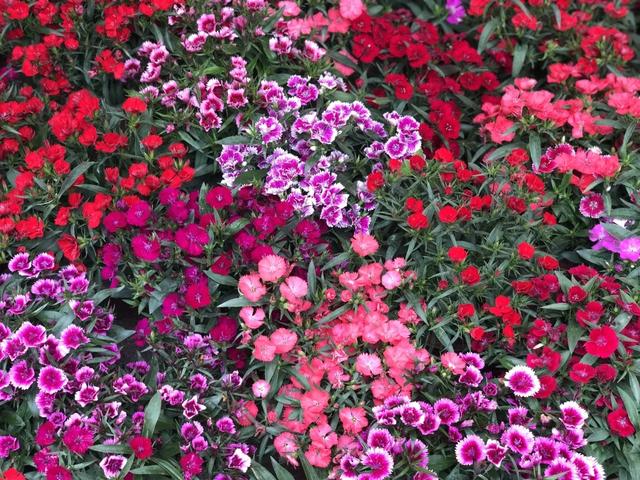 番禺花市今天开锣!全市时间最长花市大有看头↓