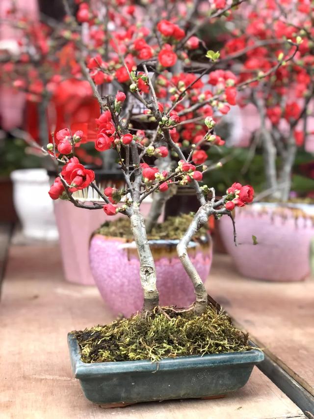 番禺花市今天开锣!全市时间最长花市大有看头↓