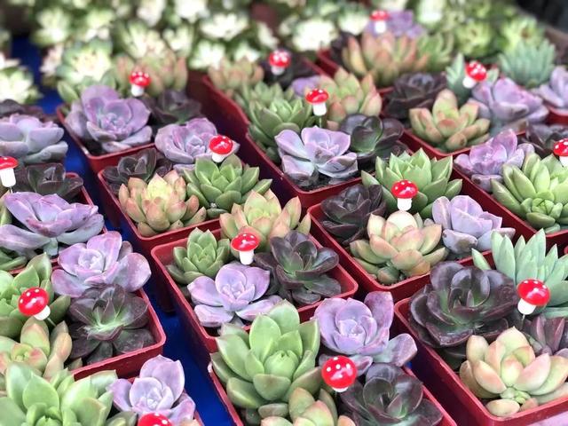 番禺花市今天开锣!全市时间最长花市大有看头↓