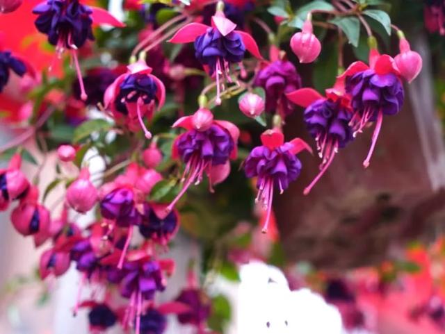 番禺花市今天开锣!全市时间最长花市大有看头↓