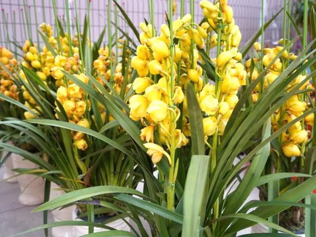 番禺花市今天开锣!全市时间最长花市大有看头↓