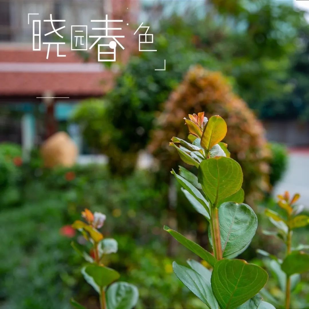 海珠区晓园小学 (摄影:汤庆华) 2.jpg