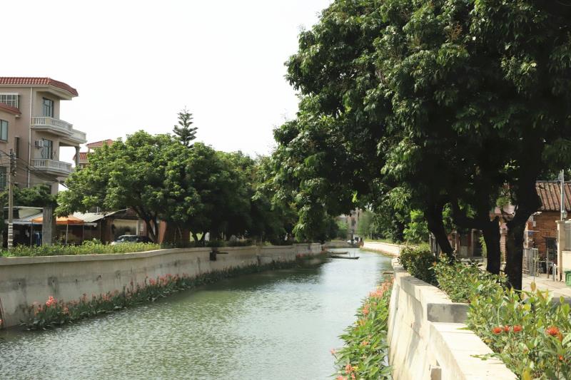 南沙丨争创全国卫生镇!榄核镇如今大变样