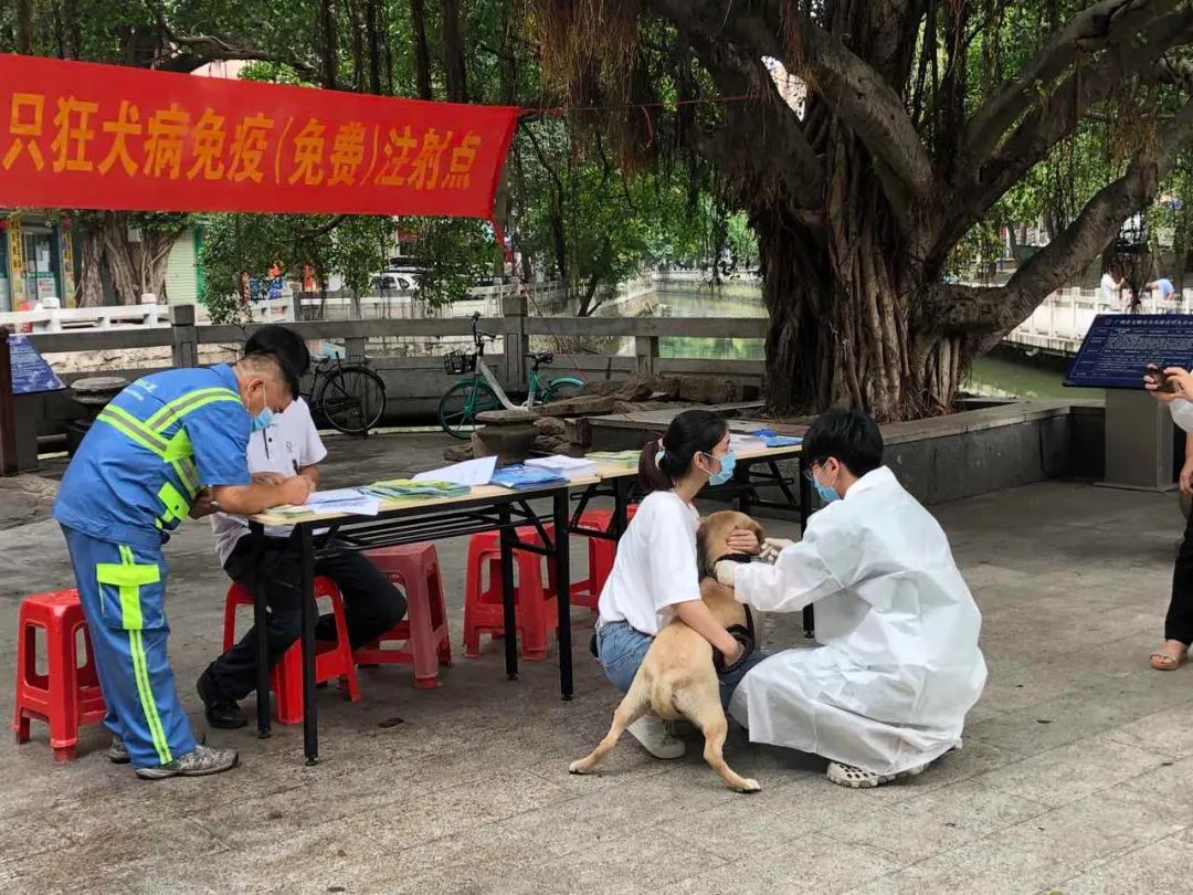 快带你家爱犬来免费检查 打疫苗 今明两天在官洲街设点 勿错过