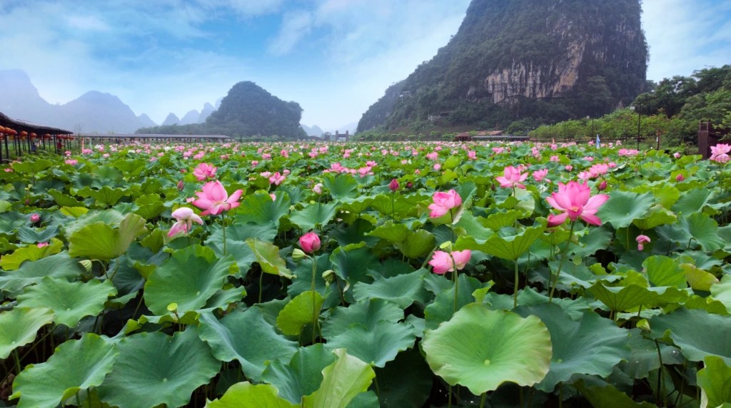 璀璨峰林荷您相约英德九龙小镇荷花节来了