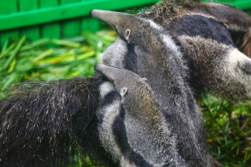 大食蚁兽双胞胎趴在妈妈身上(长隆)