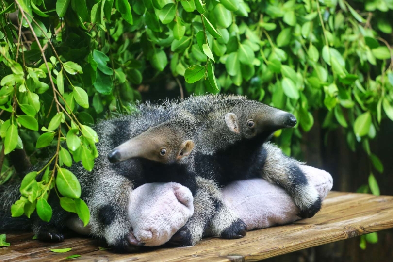 这对大食蚁兽是龙凤胎(长隆)