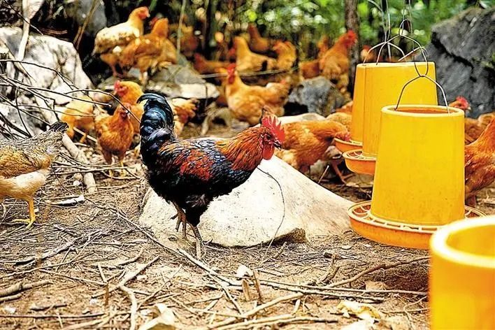 养殖场的七百弄鸡.(摄影:刘安邦)