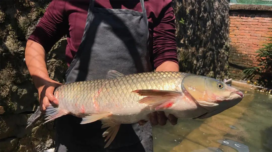 寨南鱼,名头那么响当当呀!听多了朋友们的盛赞,弄得我一直思思念念的.