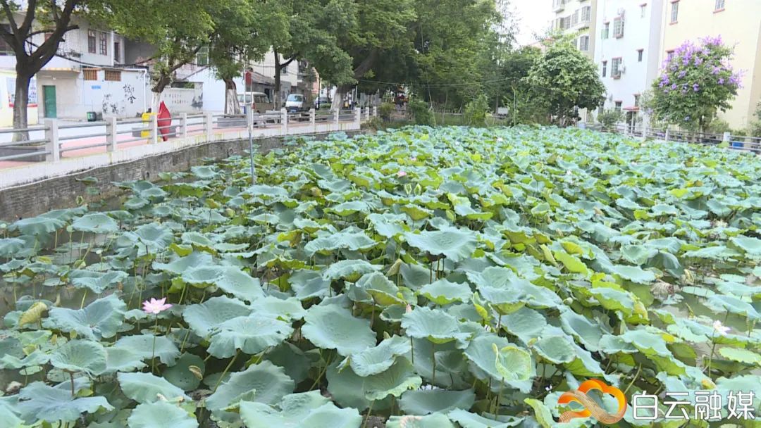 江高镇沙溪村图片