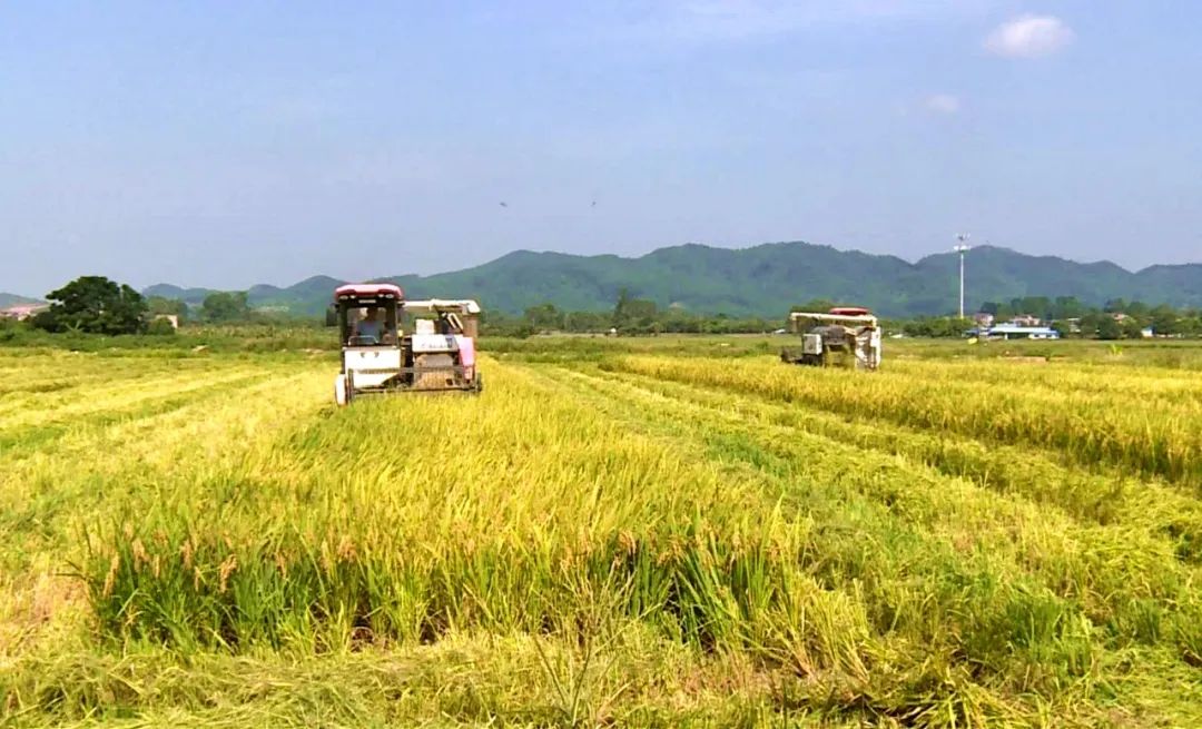 颗粒归仓,增城早稻开镰啦!