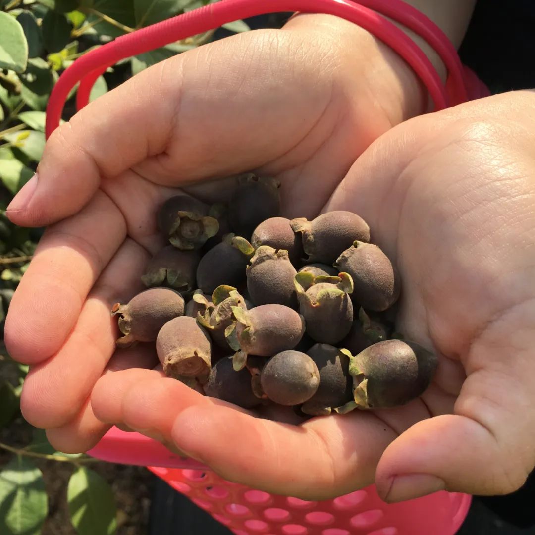 捻子是一种非常有童年记忆的野果 又到7月 "记得小时候从一个山坡转到