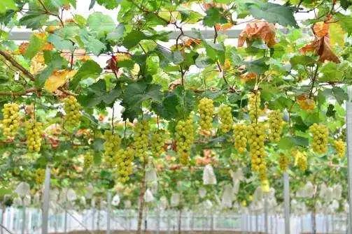 1596790770304008.jpg?x-oss-process=style/w10