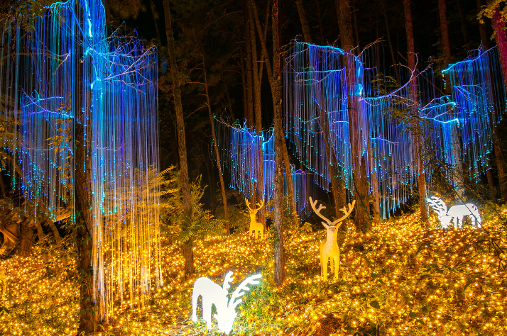 佛冈"森境光影"夜游项目在佛冈森波拉度假森林启动