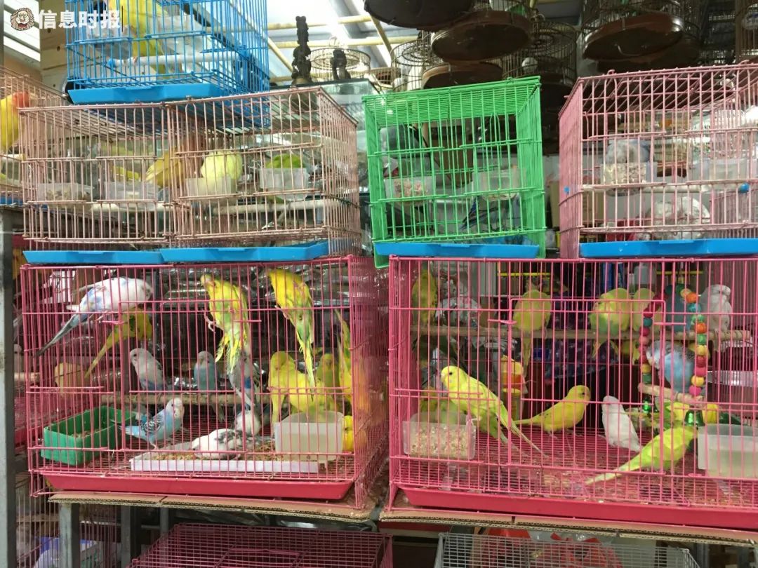 【花鸟市场】重庆的一个龟市_哔哩哔哩_bilibili