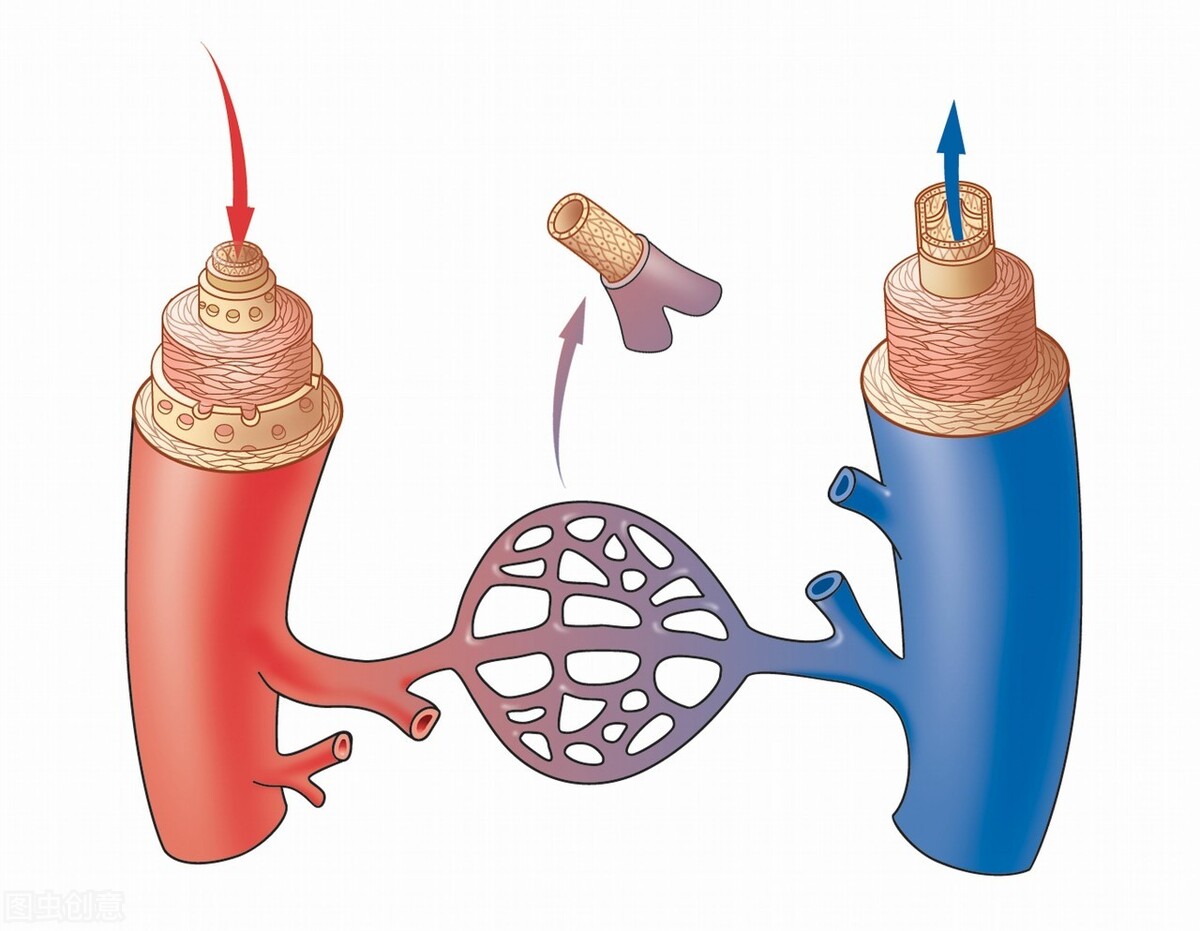 血栓形成的主要病变是血管闭塞,血流受阻引起相关的血管支配组织缺血