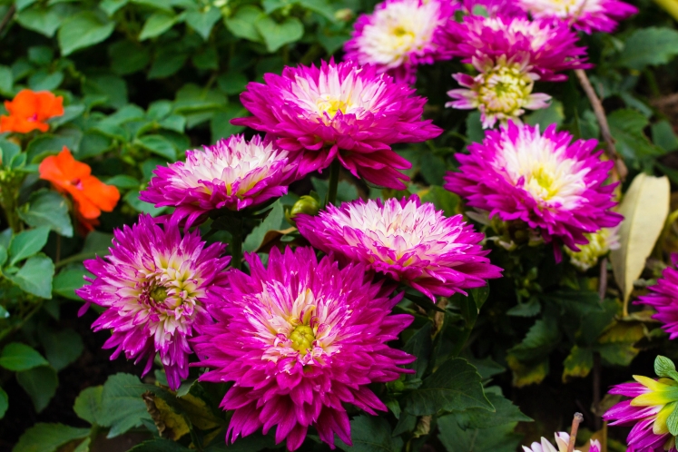 广州这里12个种小丽花齐齐盛放