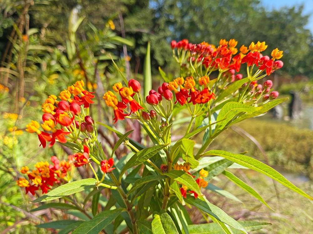 广州天河:到华南植物园感受秋冬凉意