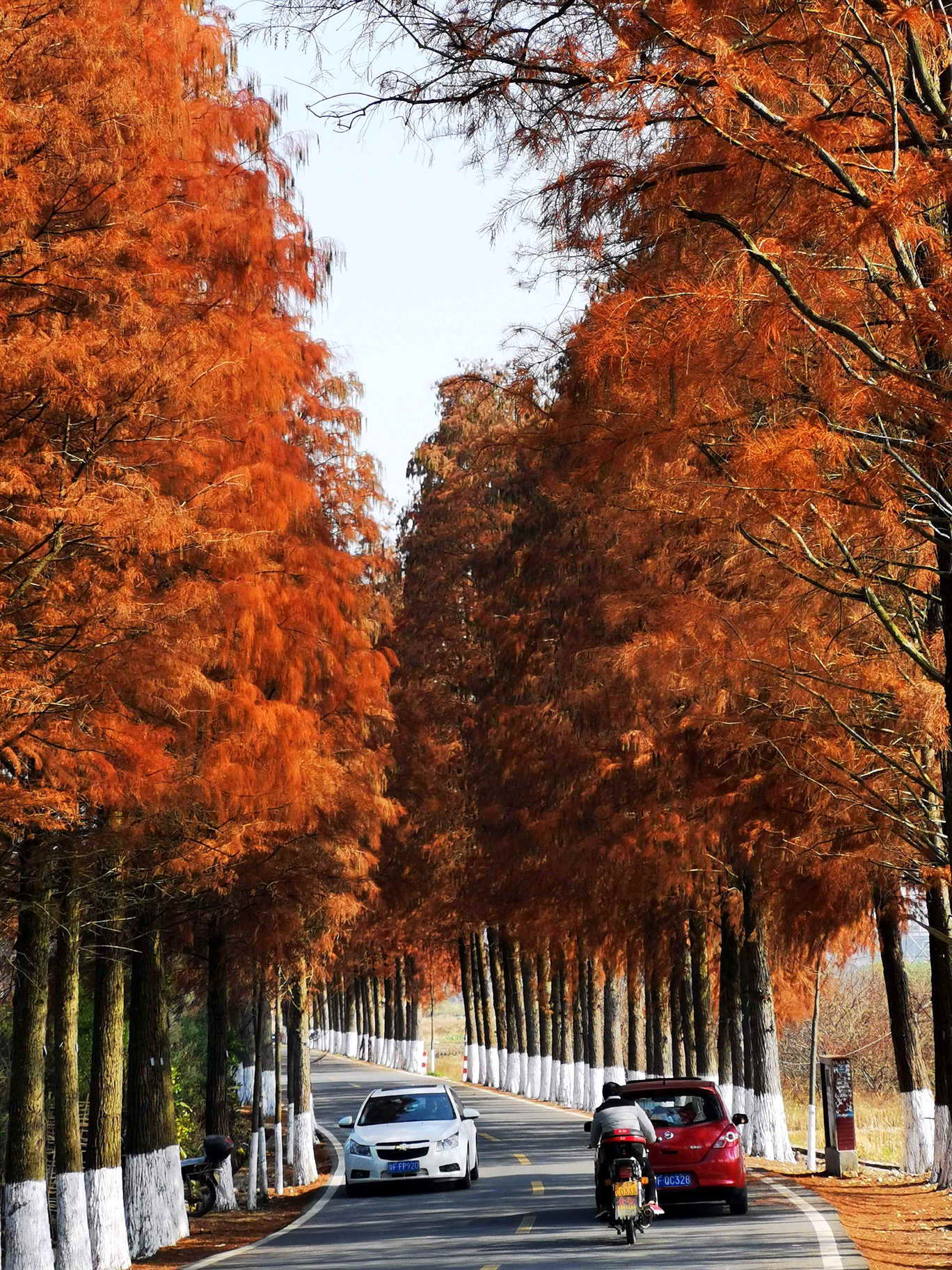 落羽杉红似火始兴这条公路惊艳整个冬天