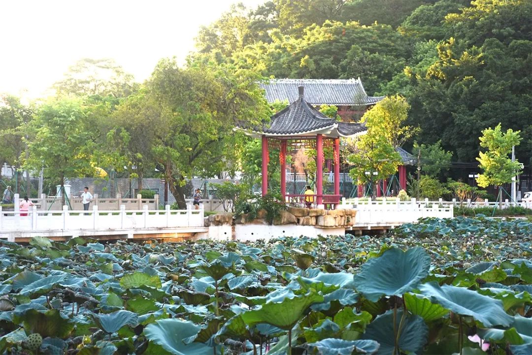 赞!长洲街深井村荣获"广州最美村庄"称号