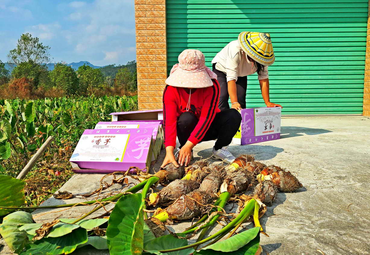 韶关仁化:长江镇千亩香芋大丰收成"抢手货"