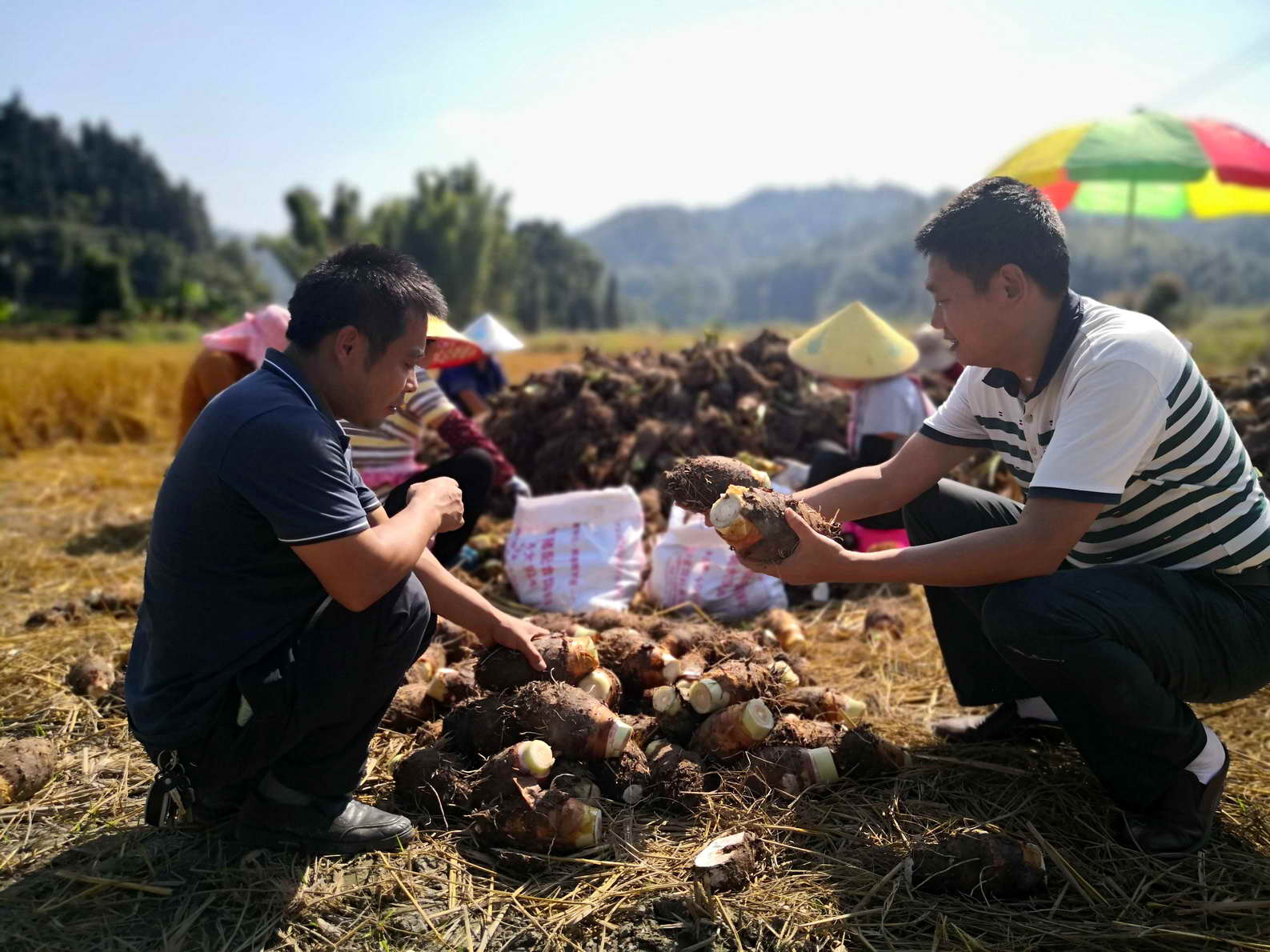 韶关仁化:长江镇千亩香芋大丰收成抢手货