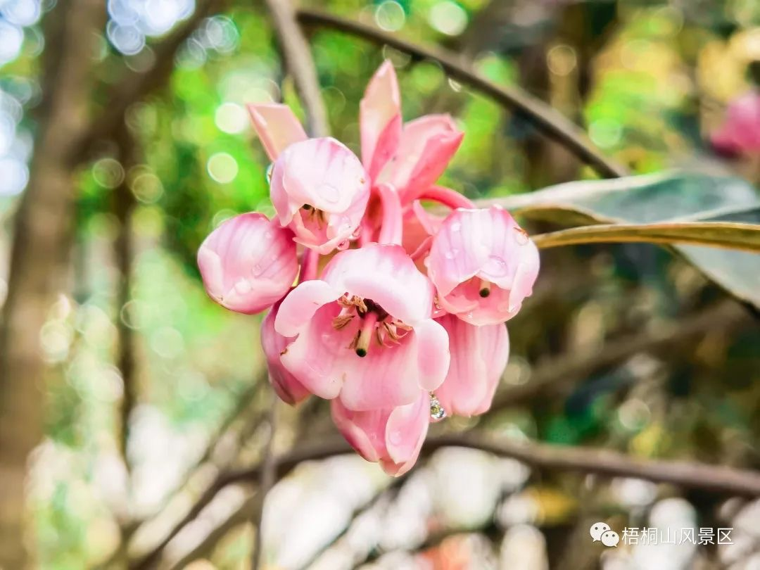 梧桐山吊钟花惊艳初放 盛花期将恰逢春节