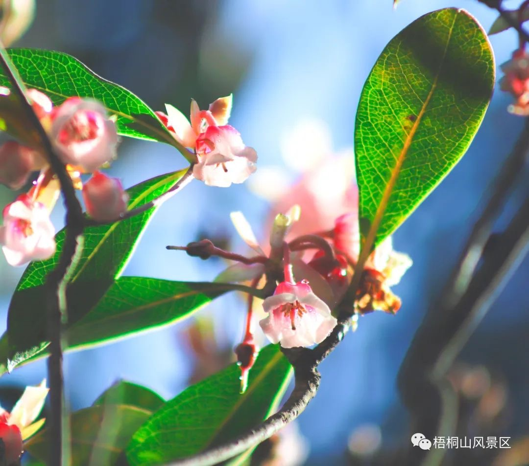 梧桐山吊钟花惊艳初放 盛花期将恰逢春节