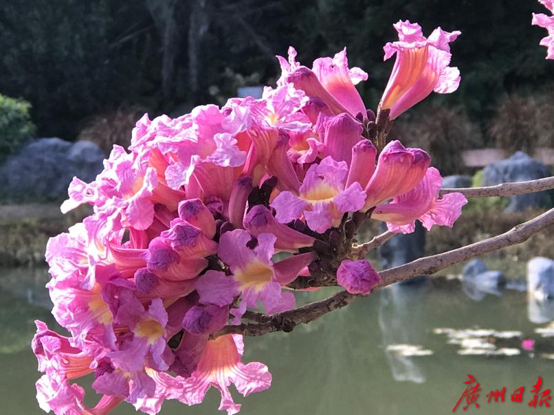 满树紫红色 样子像风铃 紫花风铃木广州首开花