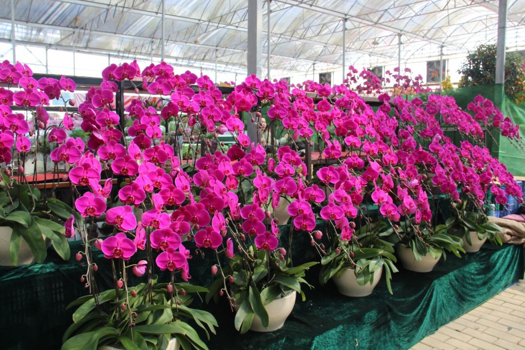 花都线上花市2月1日上线 为期11天