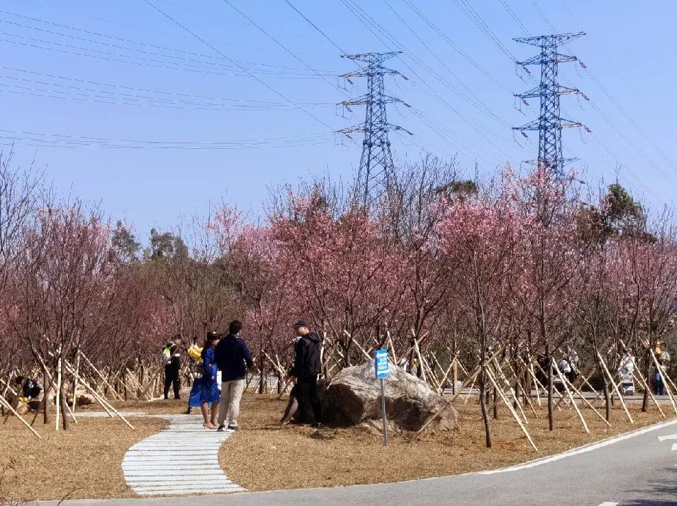 珠海斗门南澳樱花园图片