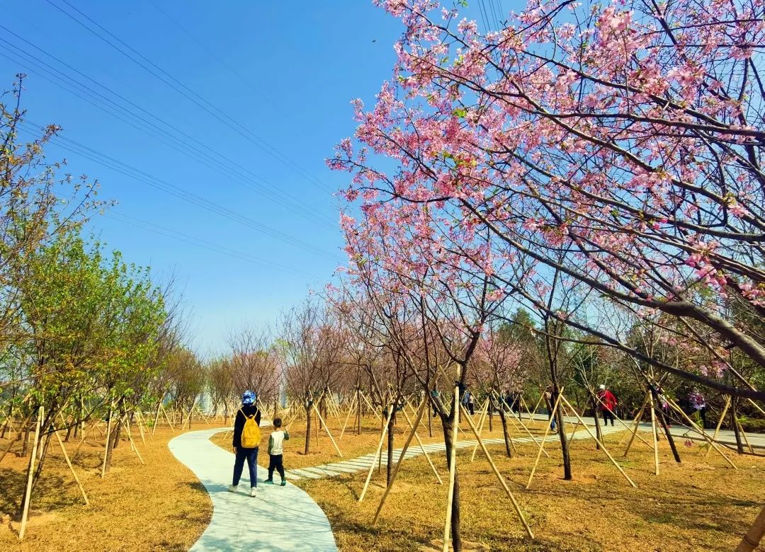 2020年珠海樱花节图片