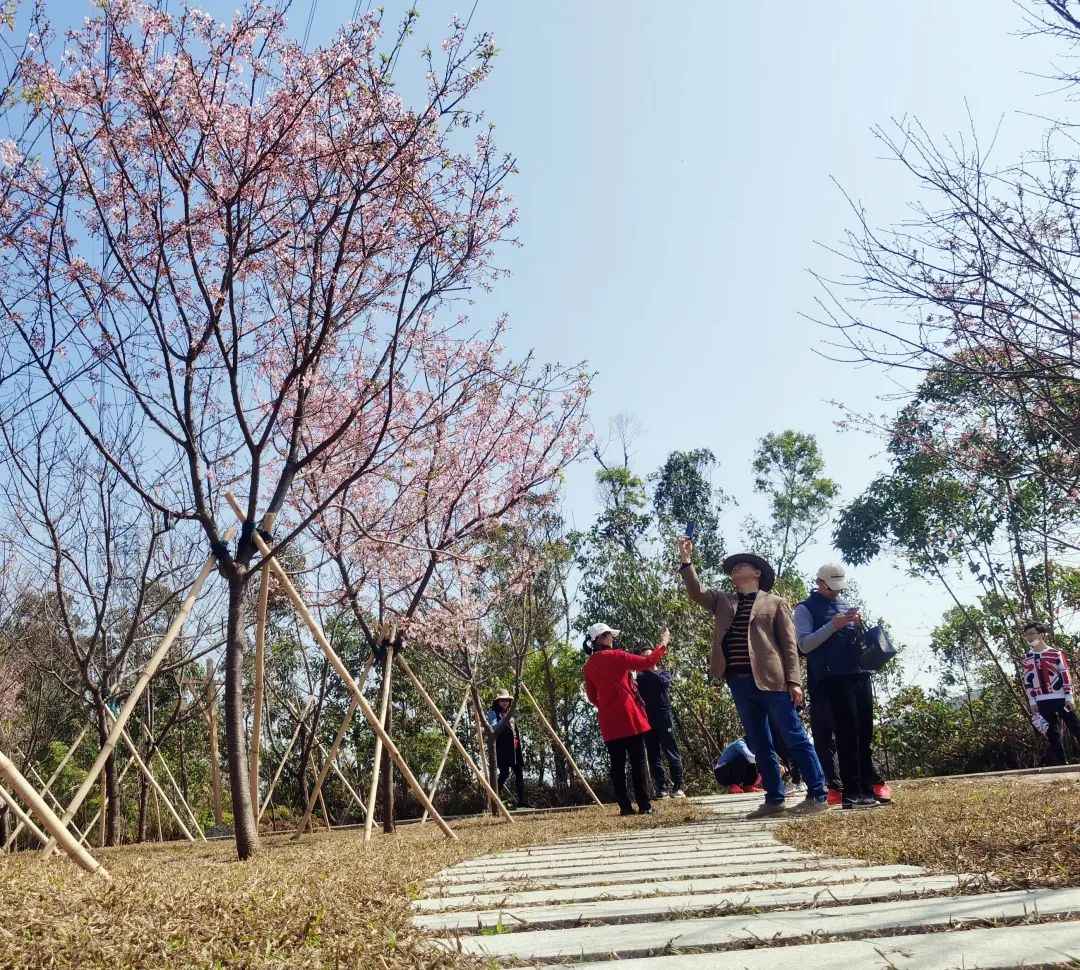 免费开放!珠海这片樱花林,开得正艳!