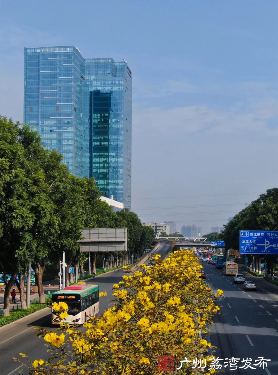 荔湾| 就在花地大道,黄花风铃已悄然绽放!