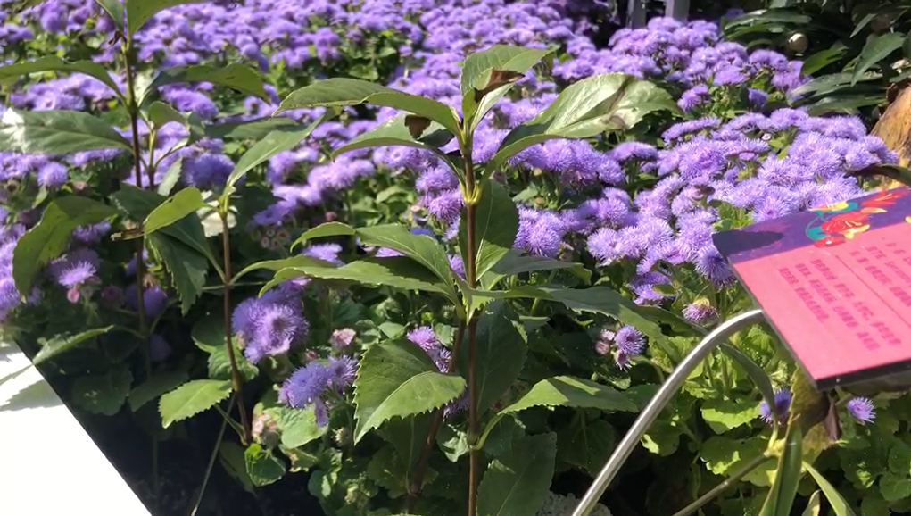 牛筋草开花图片