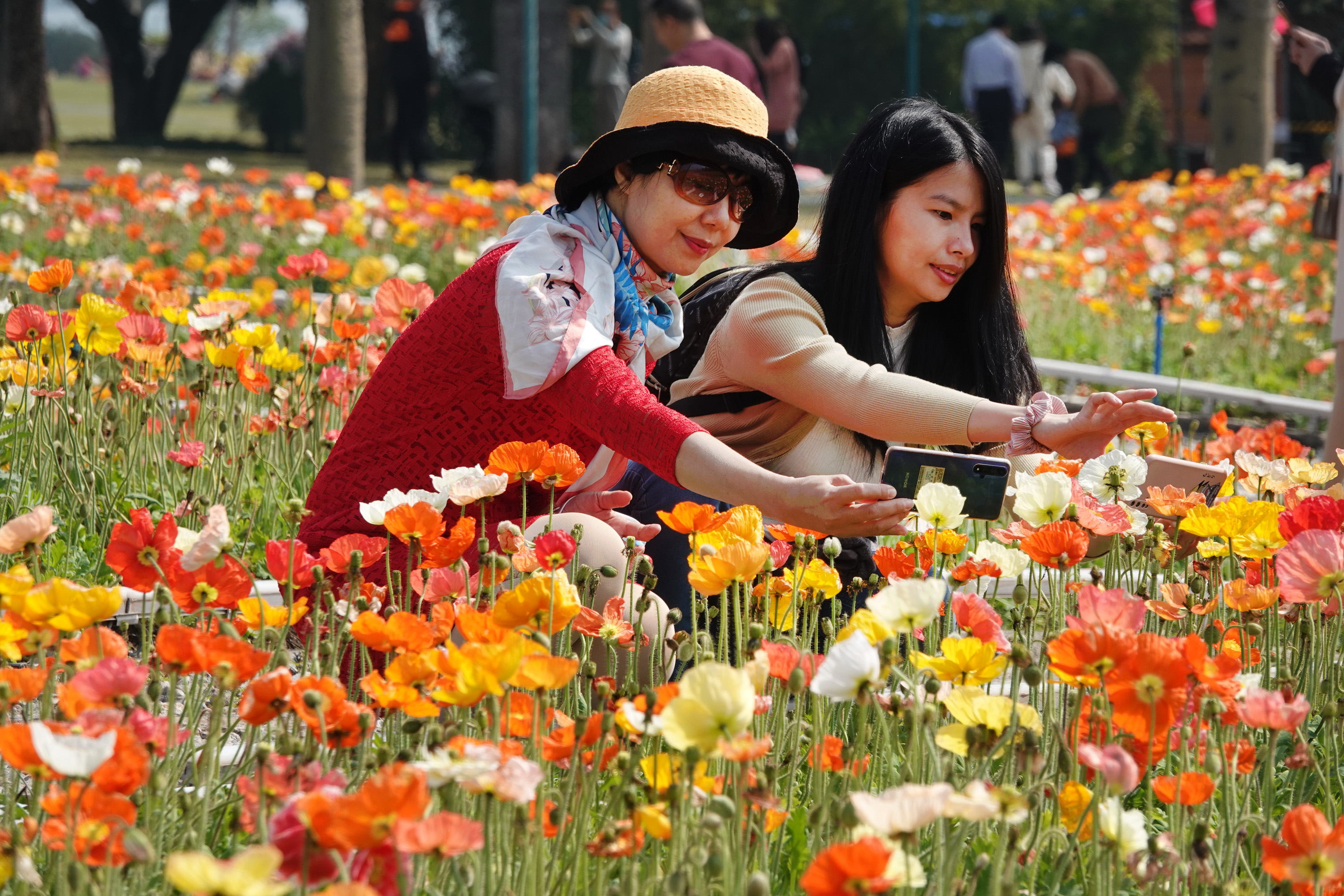 花城花正艳