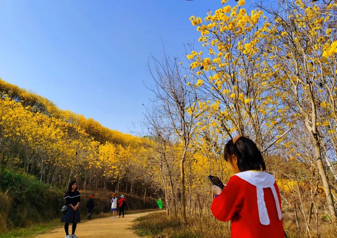 美炸!增城春花圖,每張都是壁紙!