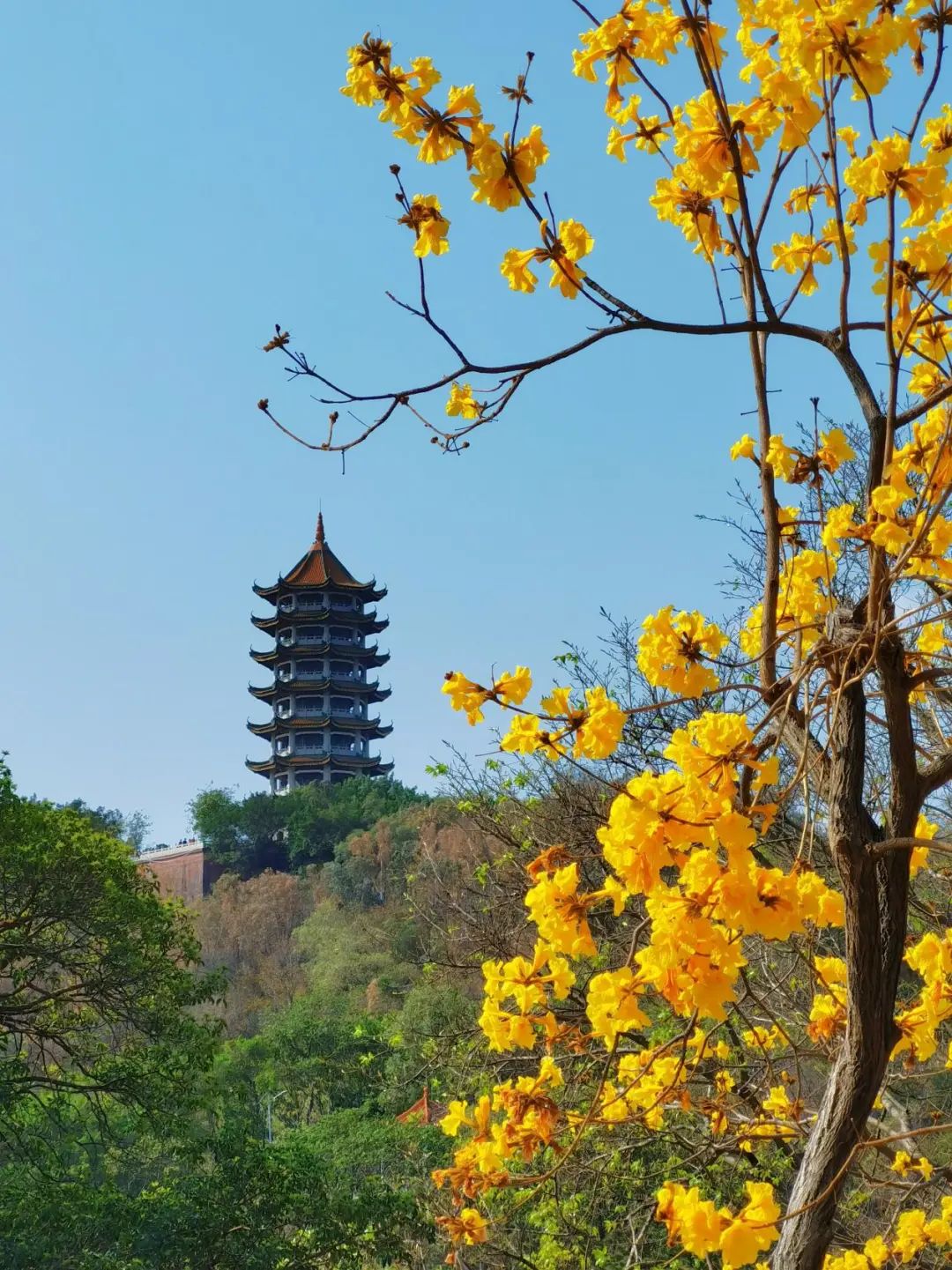 【春暖何处去】十八罗汉山上花正艳