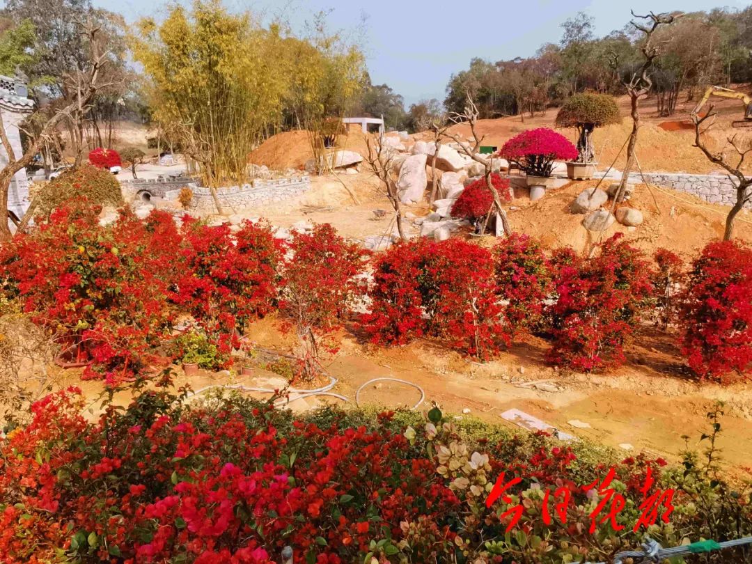 馬嶺觀花植物園 將成為花都區花卉產業的一張亮麗新名片