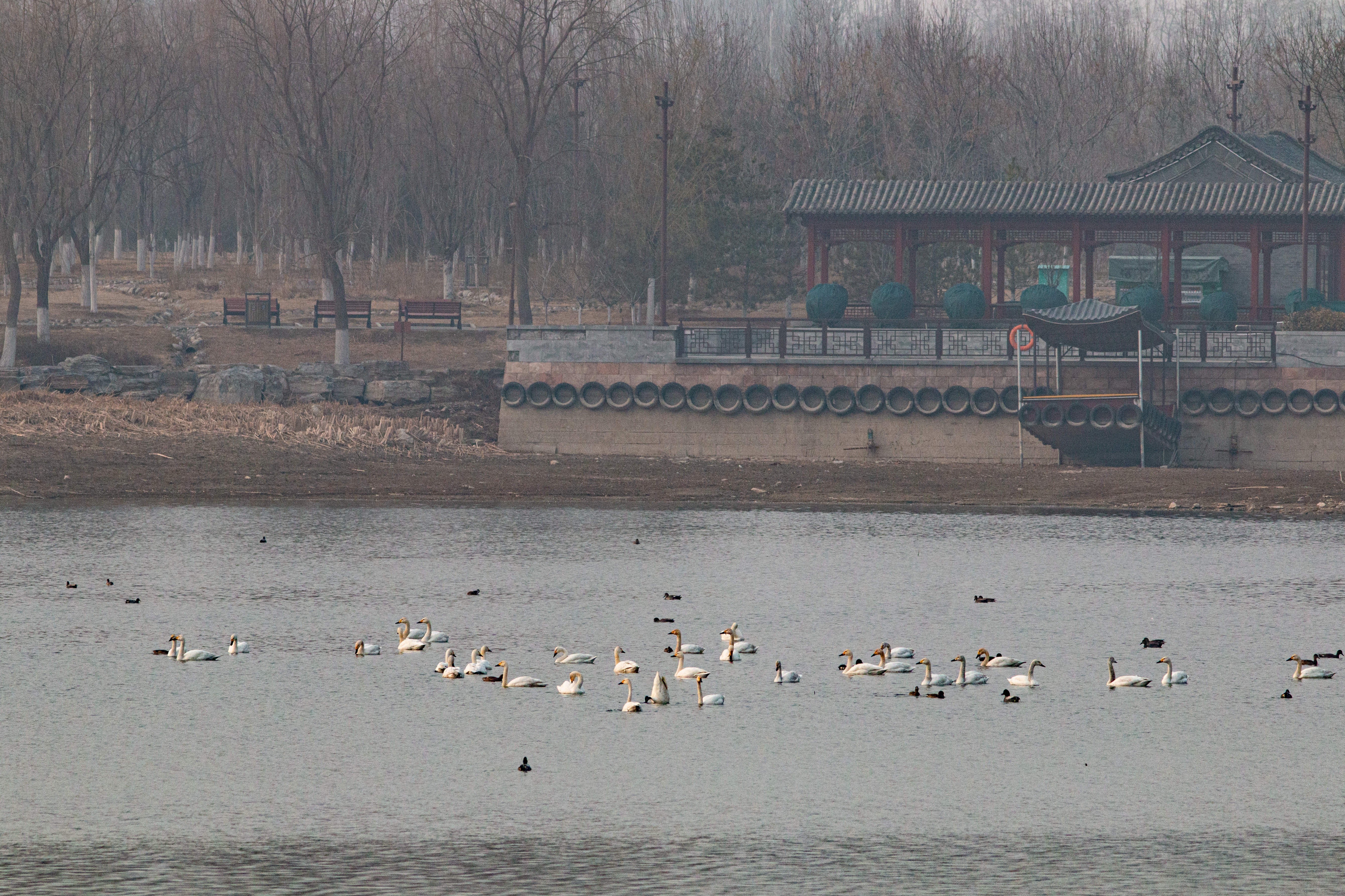 北京南海子公園總面積超過11平方公里,是北京市最大的溼地公園.