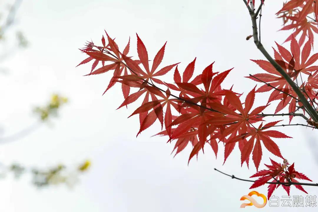 微信图片_20210319215544