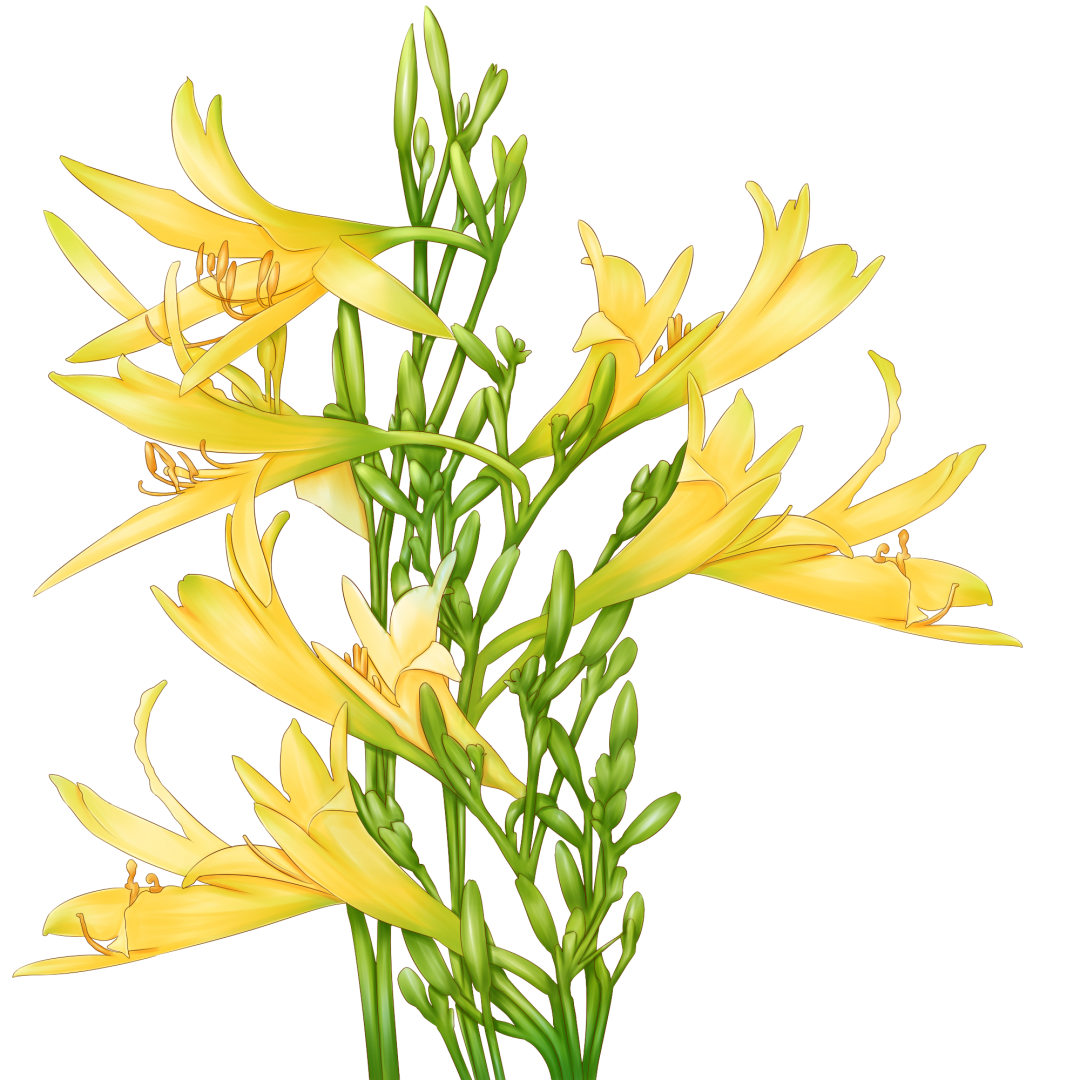 摄图网_401750222_黄花菜(非企业商用).png 图片